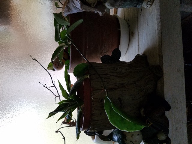 f:id:umebiwakibi:20200422095449j:image