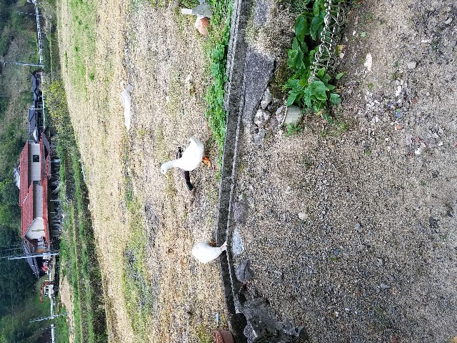 f:id:umebiwakibi:20200423084354j:image