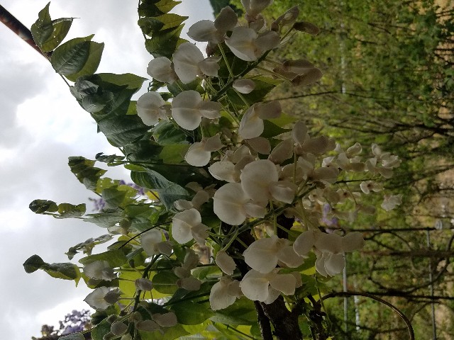 f:id:umebiwakibi:20200423084409j:image