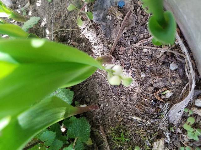f:id:umebiwakibi:20200423084426j:image