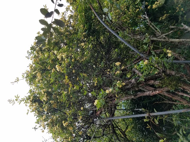 f:id:umebiwakibi:20200424103705j:image