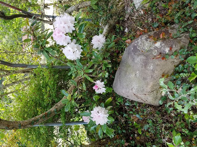 f:id:umebiwakibi:20200424103714j:image