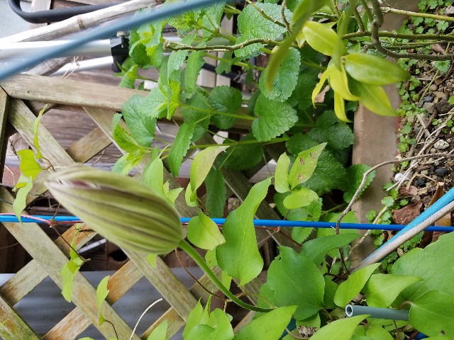 f:id:umebiwakibi:20200424103721j:image