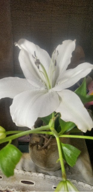 f:id:umebiwakibix:20231007165836j:image