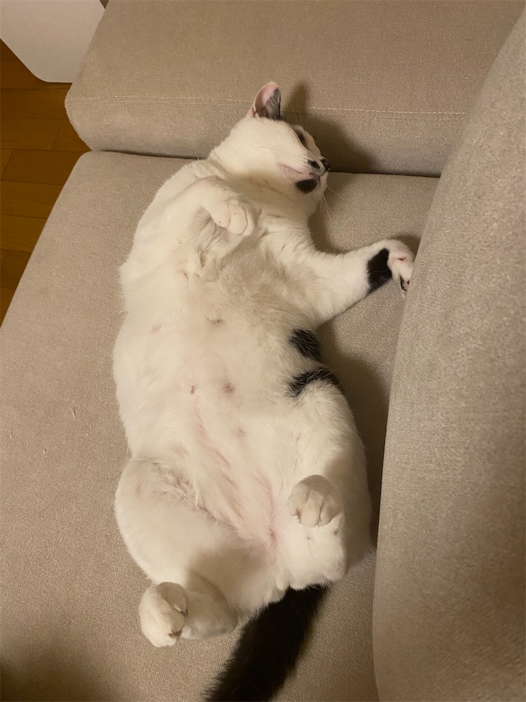 うめのブログをはじめました - うめと申しますけども
