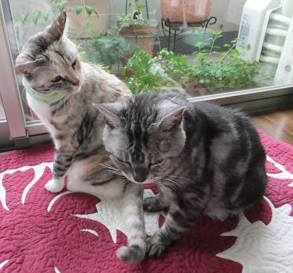 f:id:umediary:20130519100210j:plain f:id:umediary:20130519100210j:plain