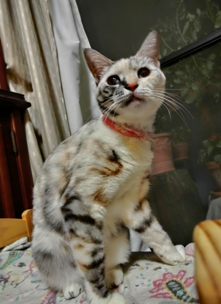 f:id:umediary:20160803200345j:plain