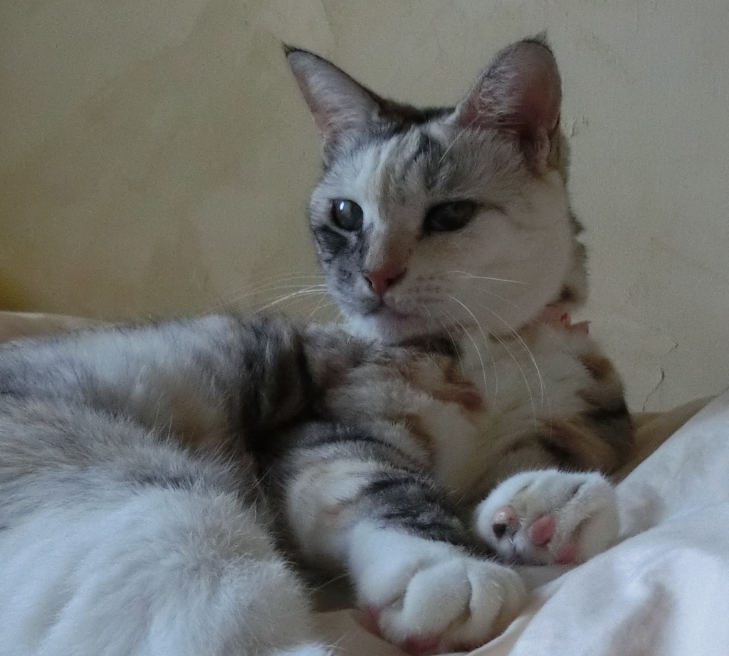 f:id:umediary:20160812150737j:plain