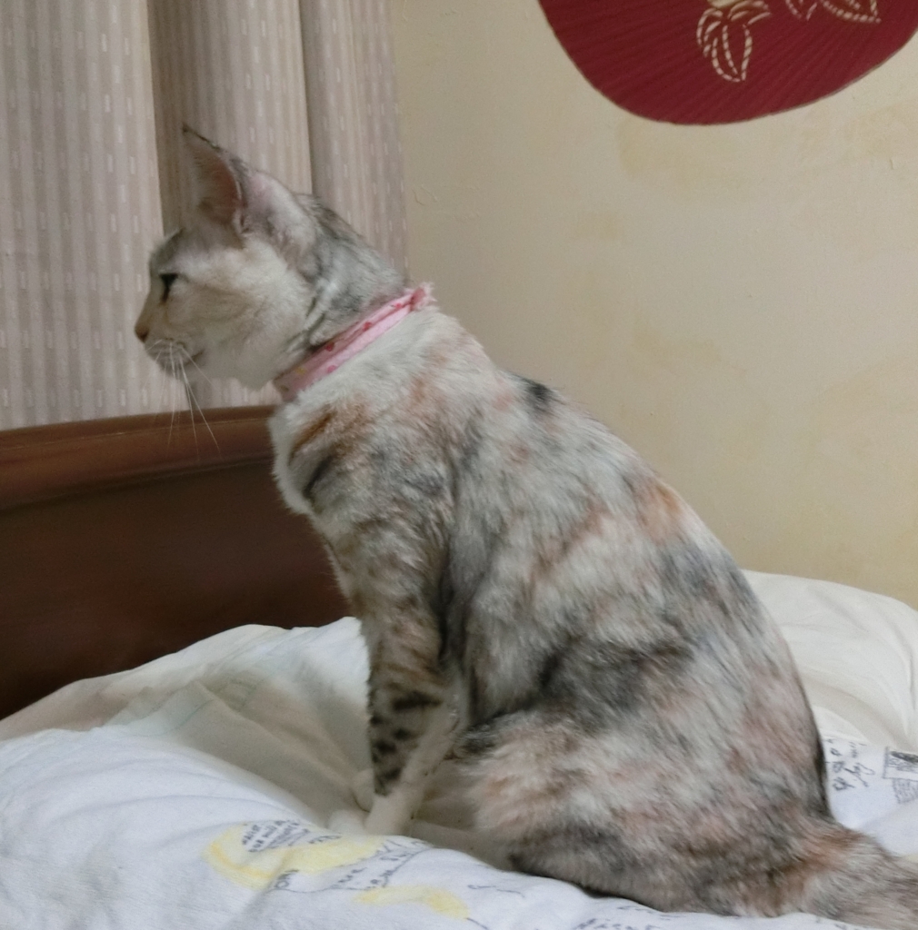 f:id:umediary:20160815202232j:plain
