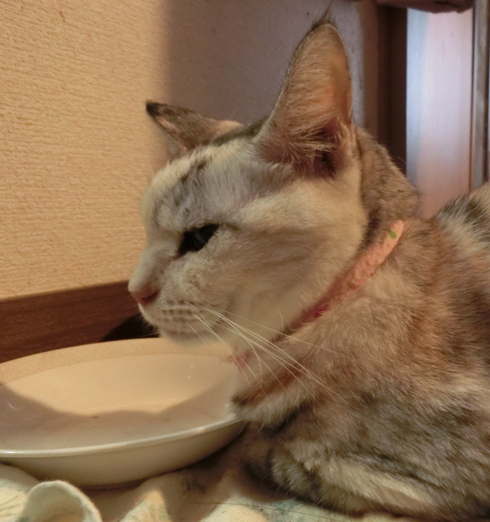 f:id:umediary:20160816134539j:plain