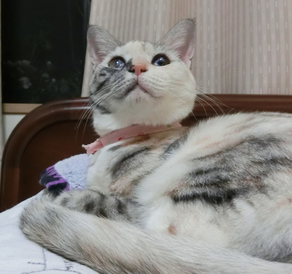 f:id:umediary:20160816221449j:plain