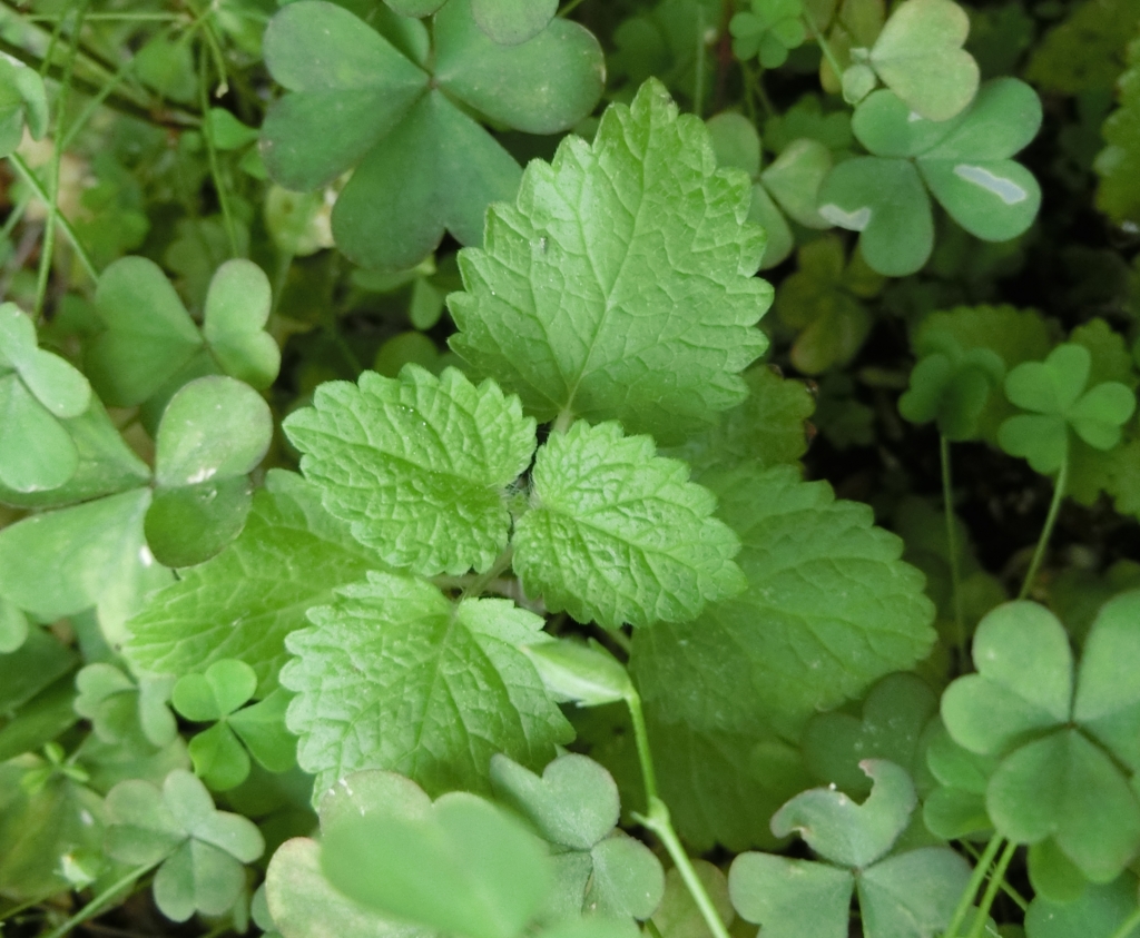 f:id:umediary:20160923083224j:plain f:id:umediary:20160923083224j:plain