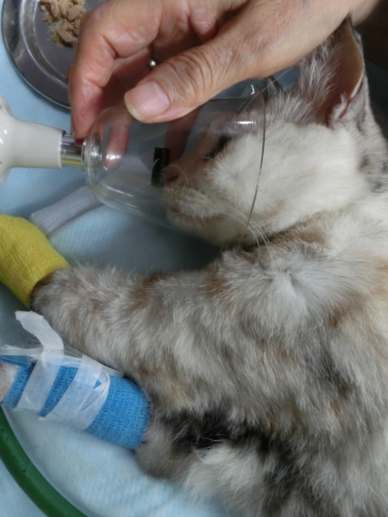 f:id:umediary:20160923160636j:plain f:id:umediary:20160923160636j:plain