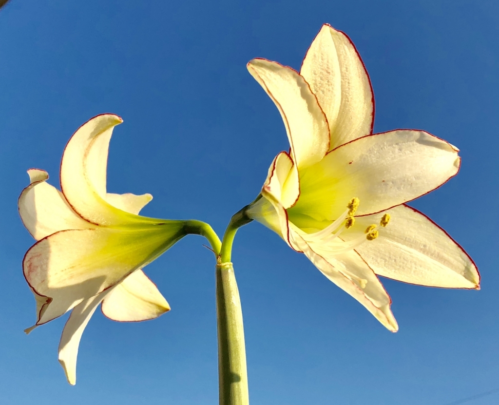 f:id:umediary:20180522171948j:plain