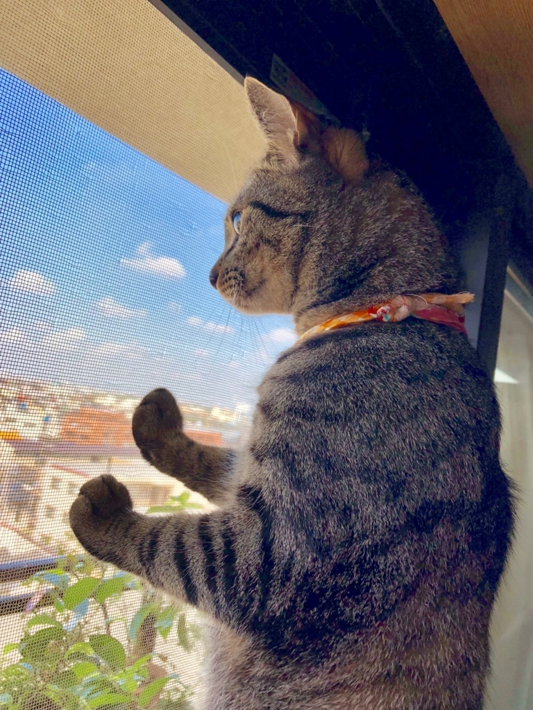 f:id:umediary:20180605080906j:plain