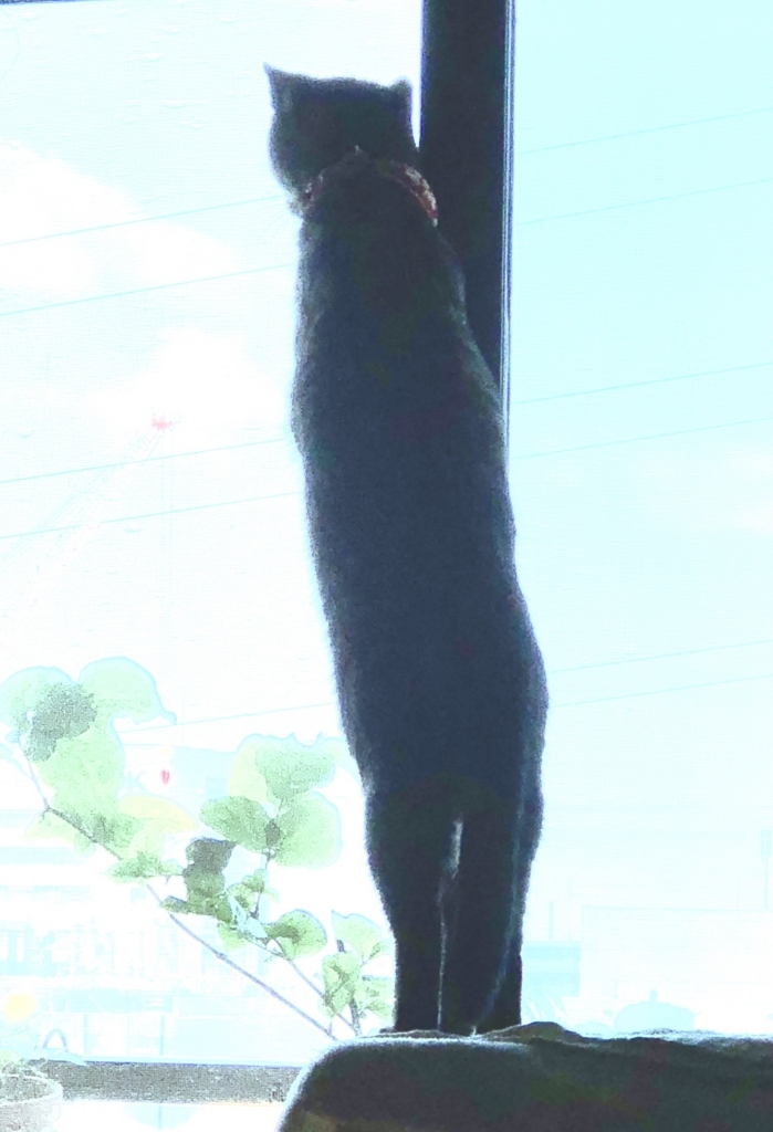 f:id:umediary:20180608095504j:plain