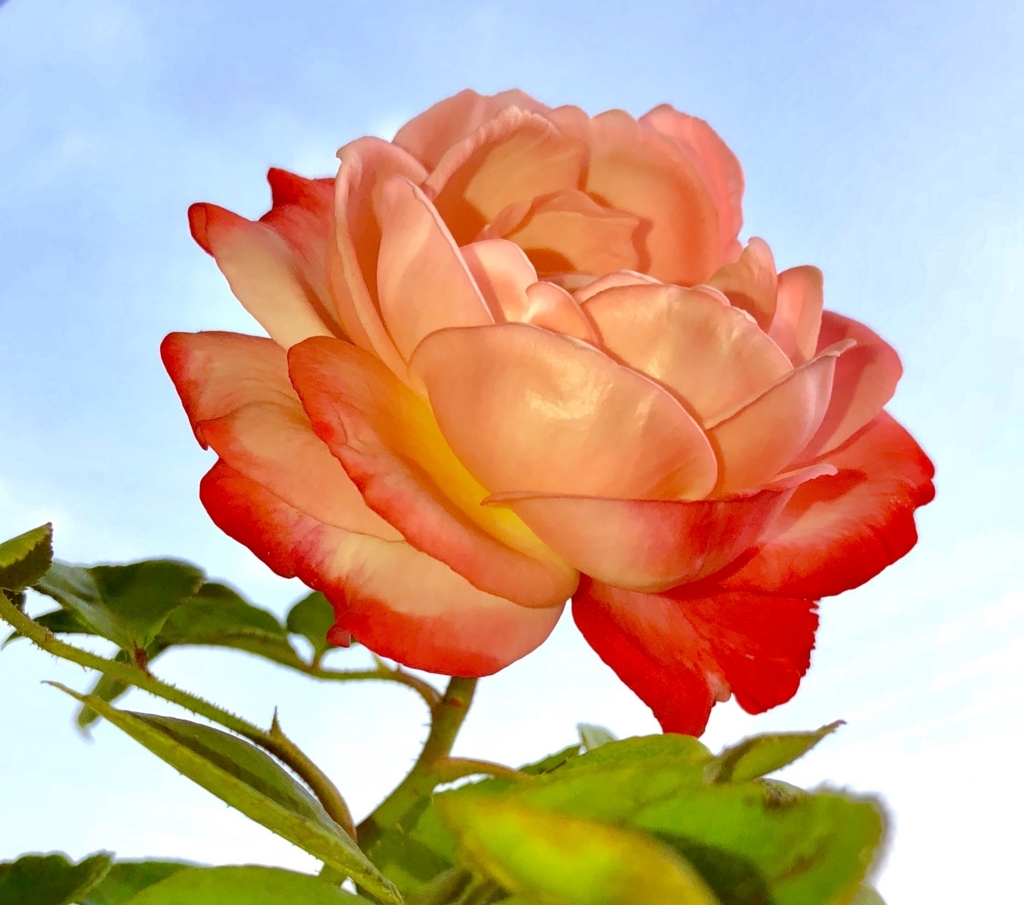 f:id:umediary:20180609163106j:plain