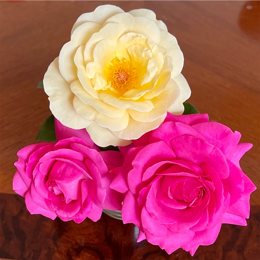 f:id:umediary:20230707220307j:image