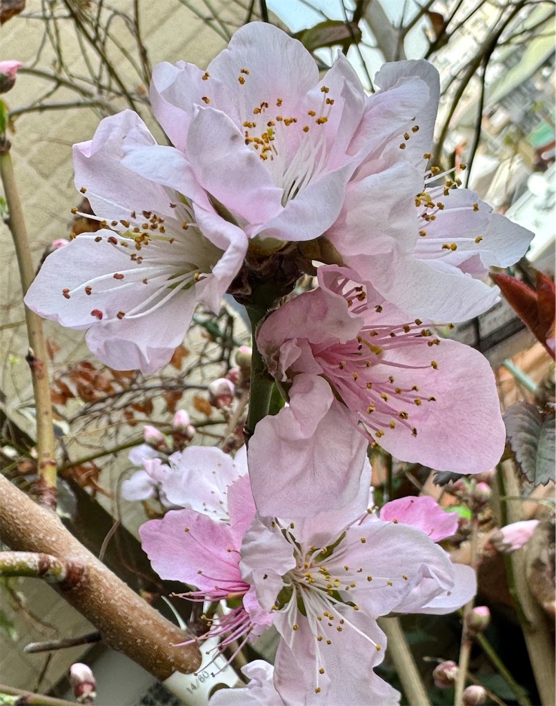 f:id:umediary:20240414201217j:image