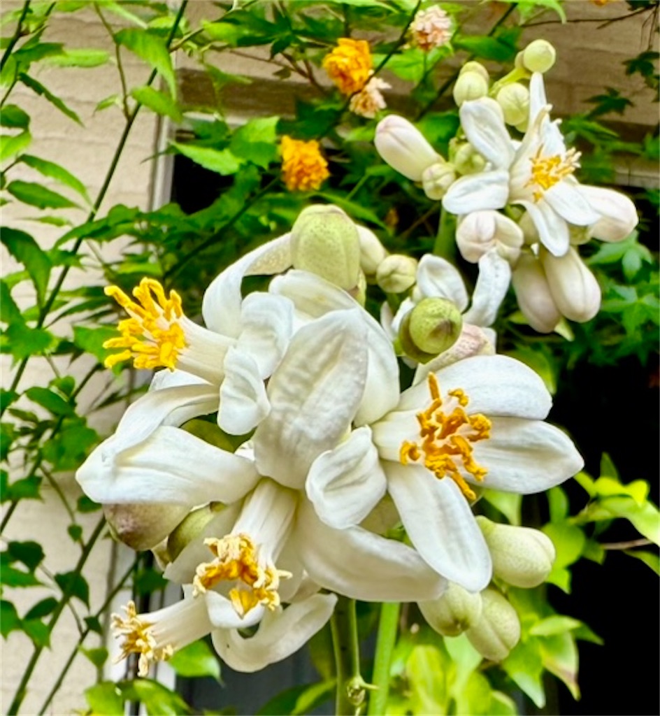f:id:umediary:20240707211801j:image