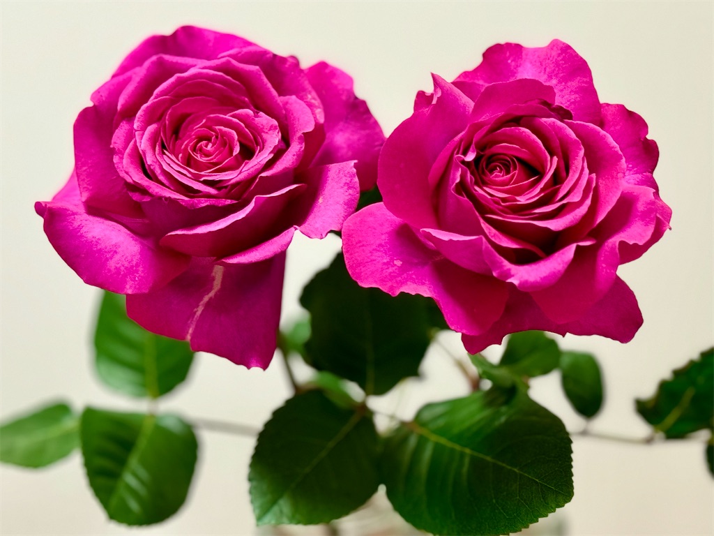 f:id:umediary:20240707212226j:image
