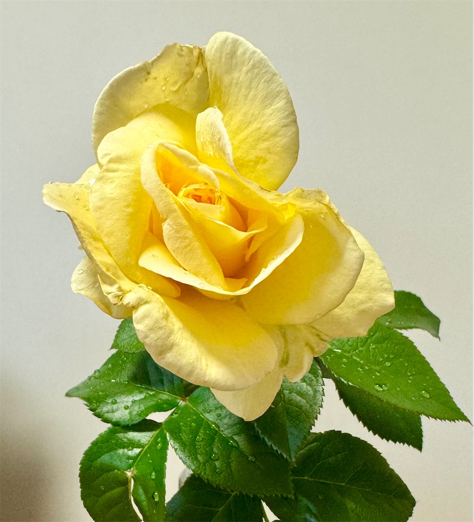 f:id:umediary:20240707212234j:image