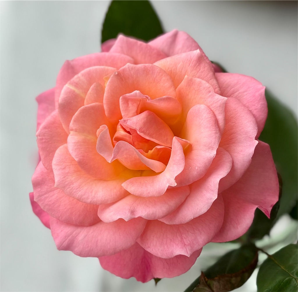 f:id:umediary:20240707212243j:image