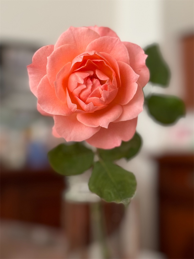 f:id:umediary:20240707212503j:image