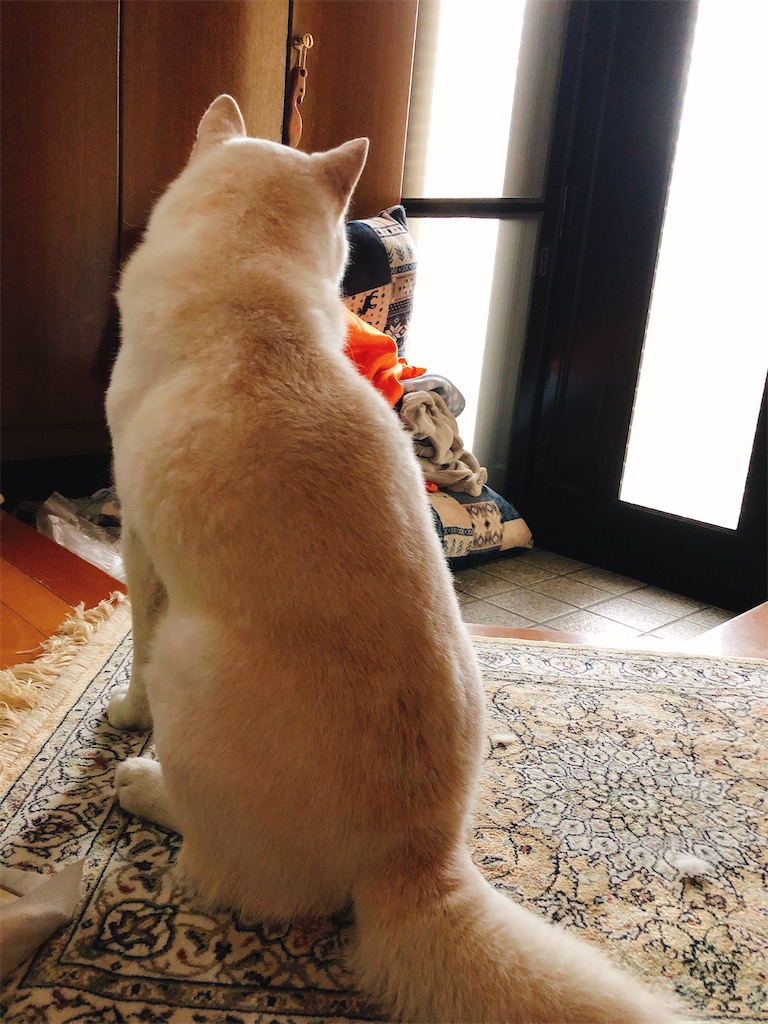 f:id:umehide5:20200508092702j:image f:id:umehide5:20200508092702j:image