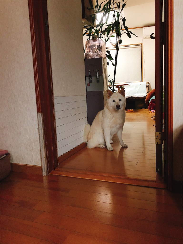 f:id:umehide5:20200508094329j:image f:id:umehide5:20200508094329j:image