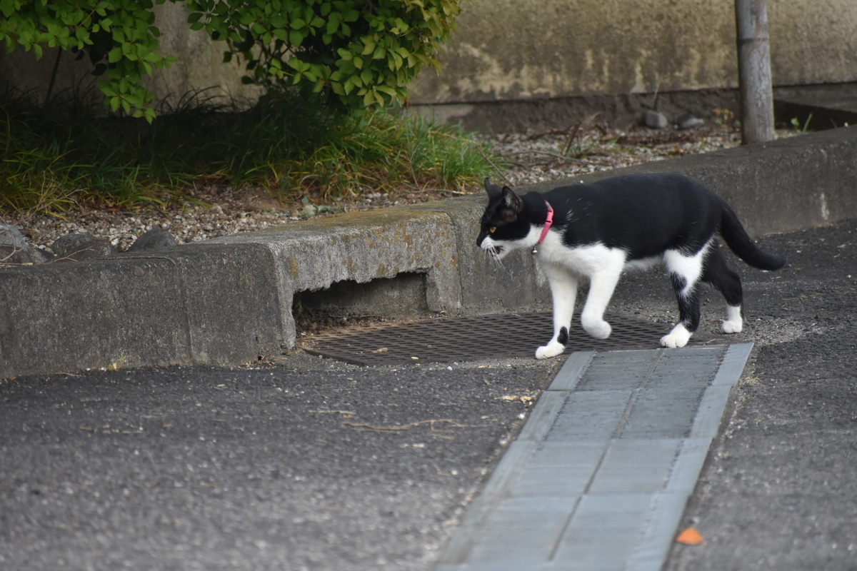 f:id:umejiru:20210814141813j:plain