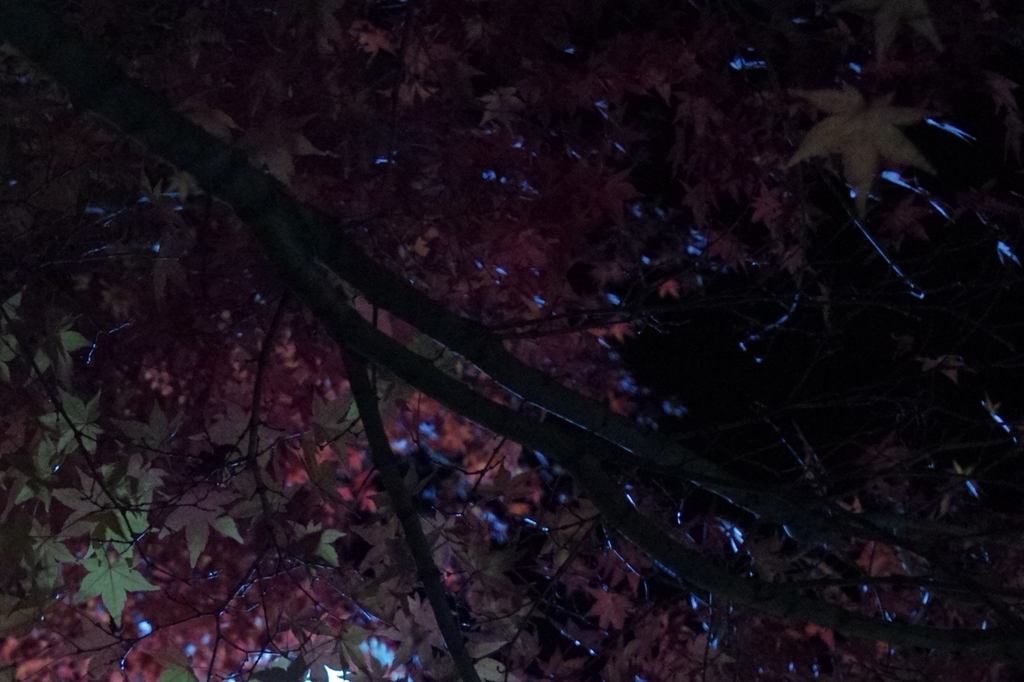 f:id:umekichi2015:20181120205415j:plain f:id:umekichi2015:20181120205415j:plain