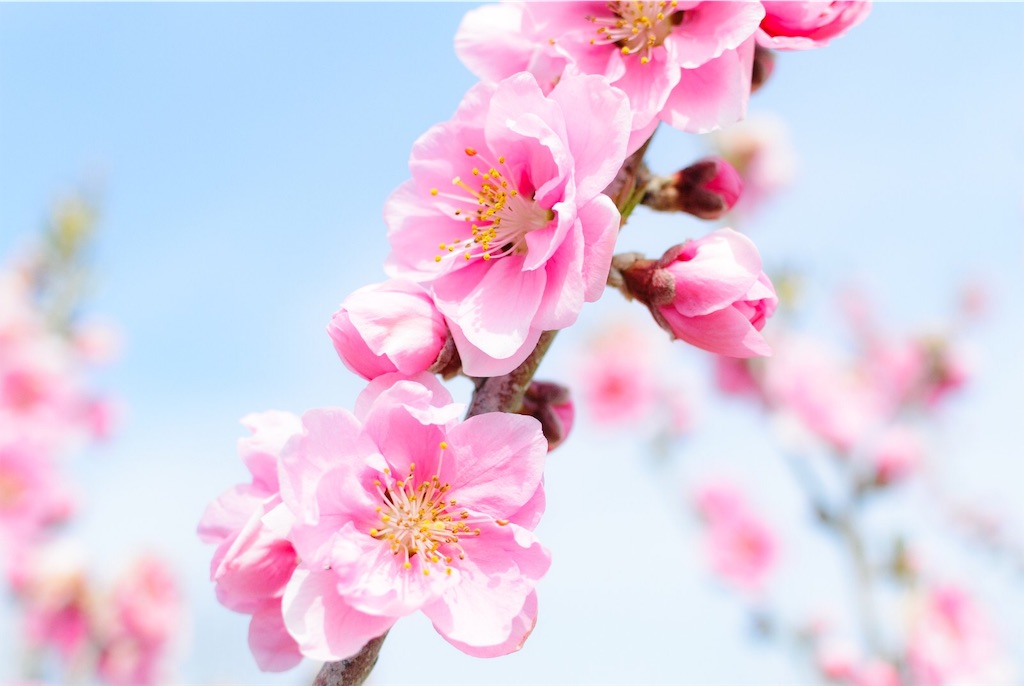 f:id:umekoobaachyan:20190309014945j:image f:id:umekoobaachyan:20190309014945j:image