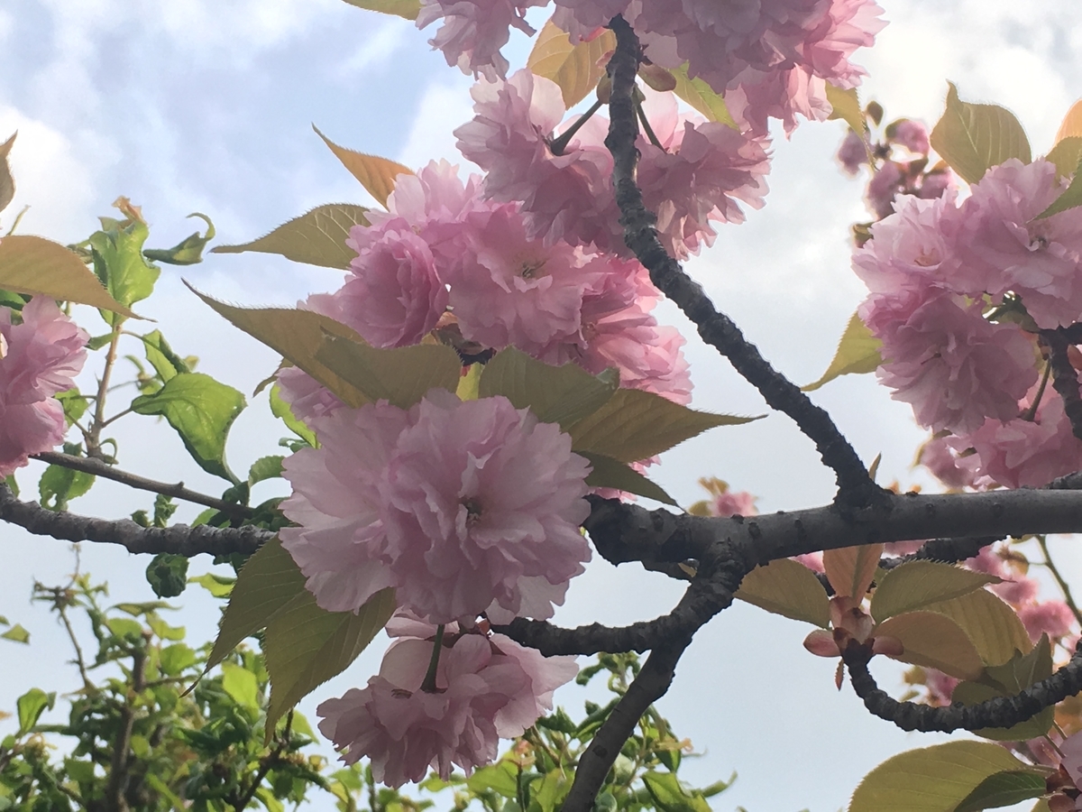 f:id:umematsutake:20190421165236j:plain