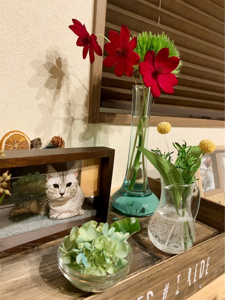 f:id:umememeko:20191203154438j:image f:id:umememeko:20191203154438j:image