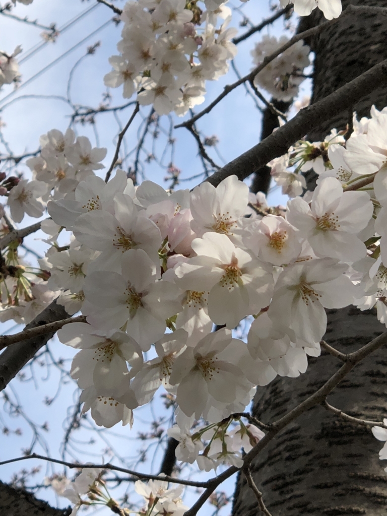 f:id:umemurayama:20180326194044j:plain