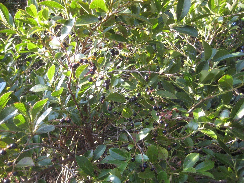 f:id:umenan:20120106121608j:image f:id:umenan:20120106121608j:image