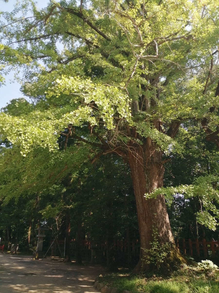 f:id:umeonigiri92:20210929111154j:plain