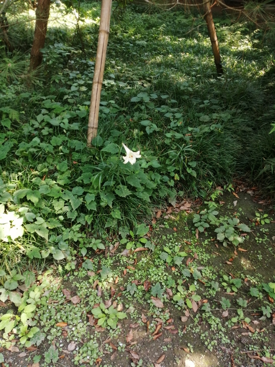 f:id:umeonigiri92:20210929112147j:plain