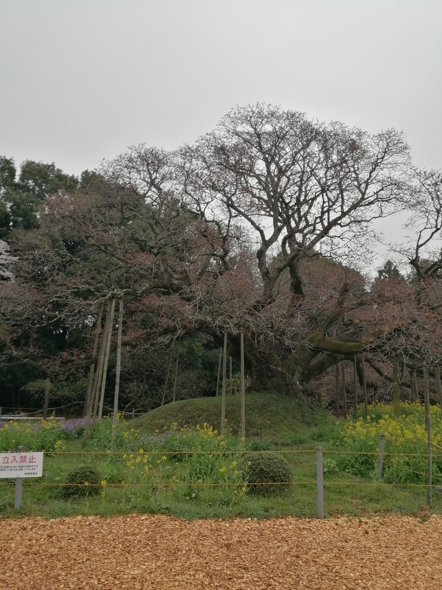 f:id:umeonigiri92:20220404211925j:plain