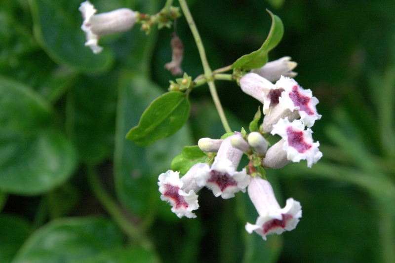 気の毒な名前の植物 - カメラ爺の撮影日記