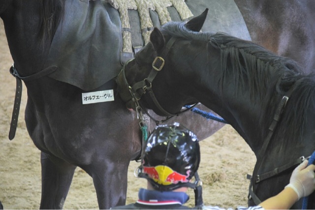 社台スタリオン オルフェ Umerintaroの日記