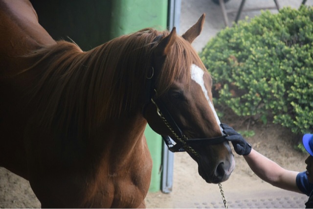 社台スタリオン オルフェ Umerintaroの日記
