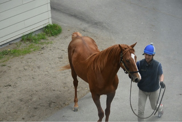 社台スタリオン オルフェ Umerintaroの日記