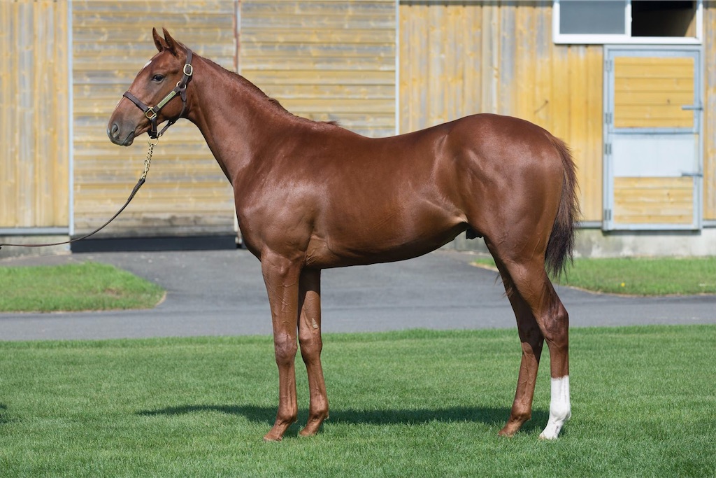 f:id:umerintaro:20191118101526j:image