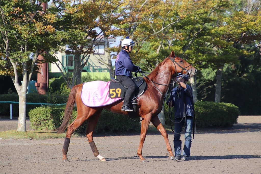 f:id:umerintaro:20191118101529j:image