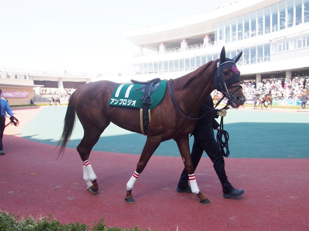f:id:umerintaro:20191118122104j:image