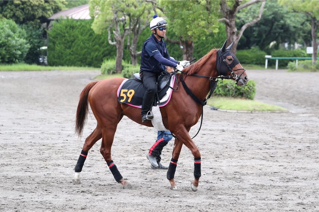 f:id:umerintaro:20191118122115j:image