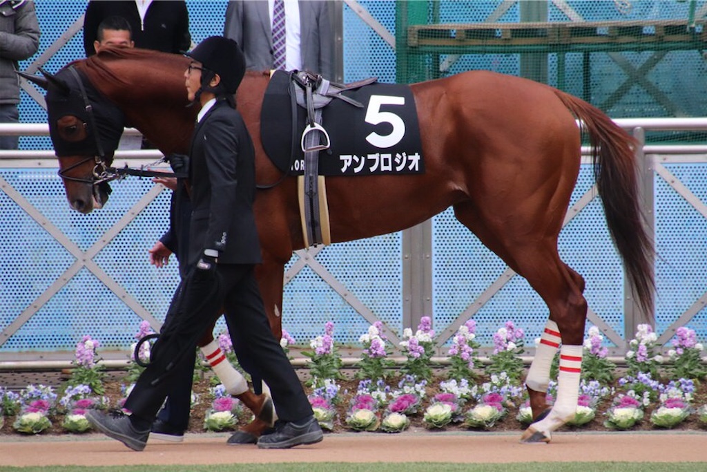 f:id:umerintaro:20191118122211j:image