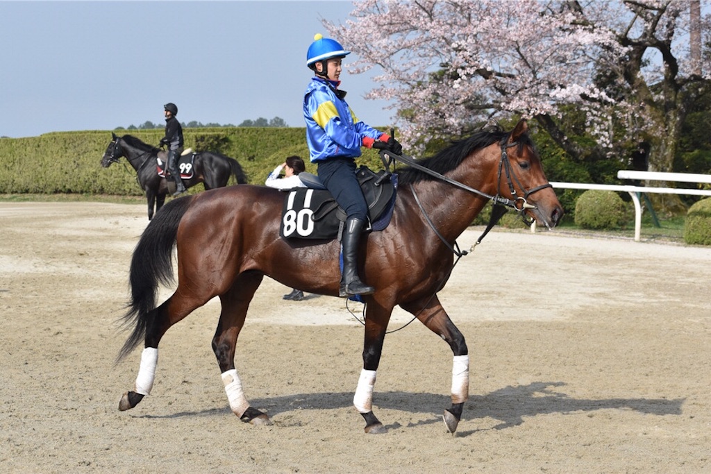 f:id:umerintaro:20191118122308j:image